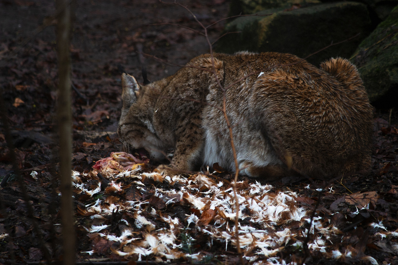 lynx with killed prey