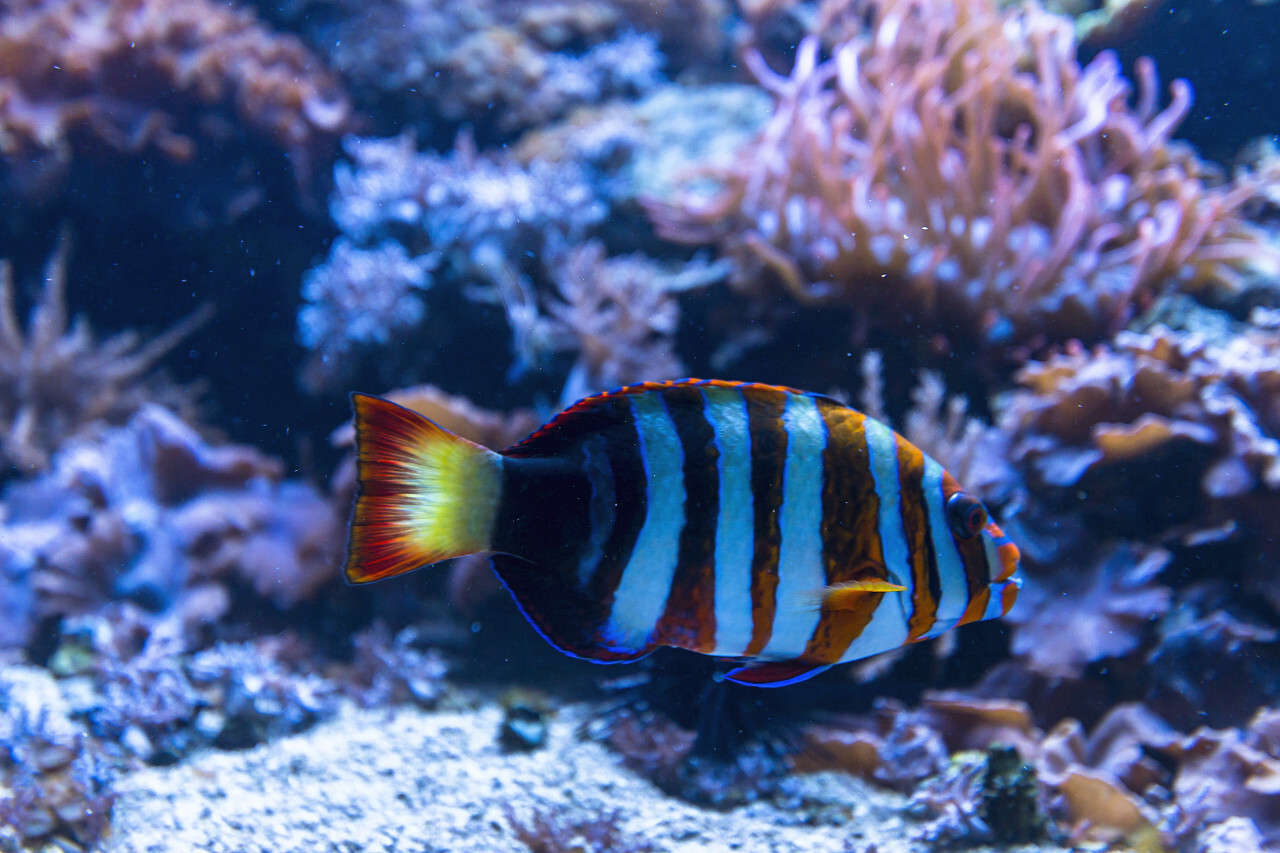orange white striped fish