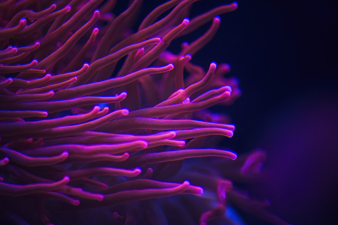 sebae anemone