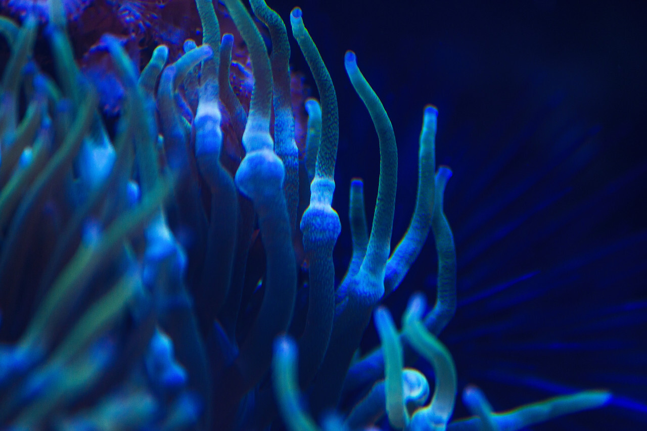 sea anemone blue