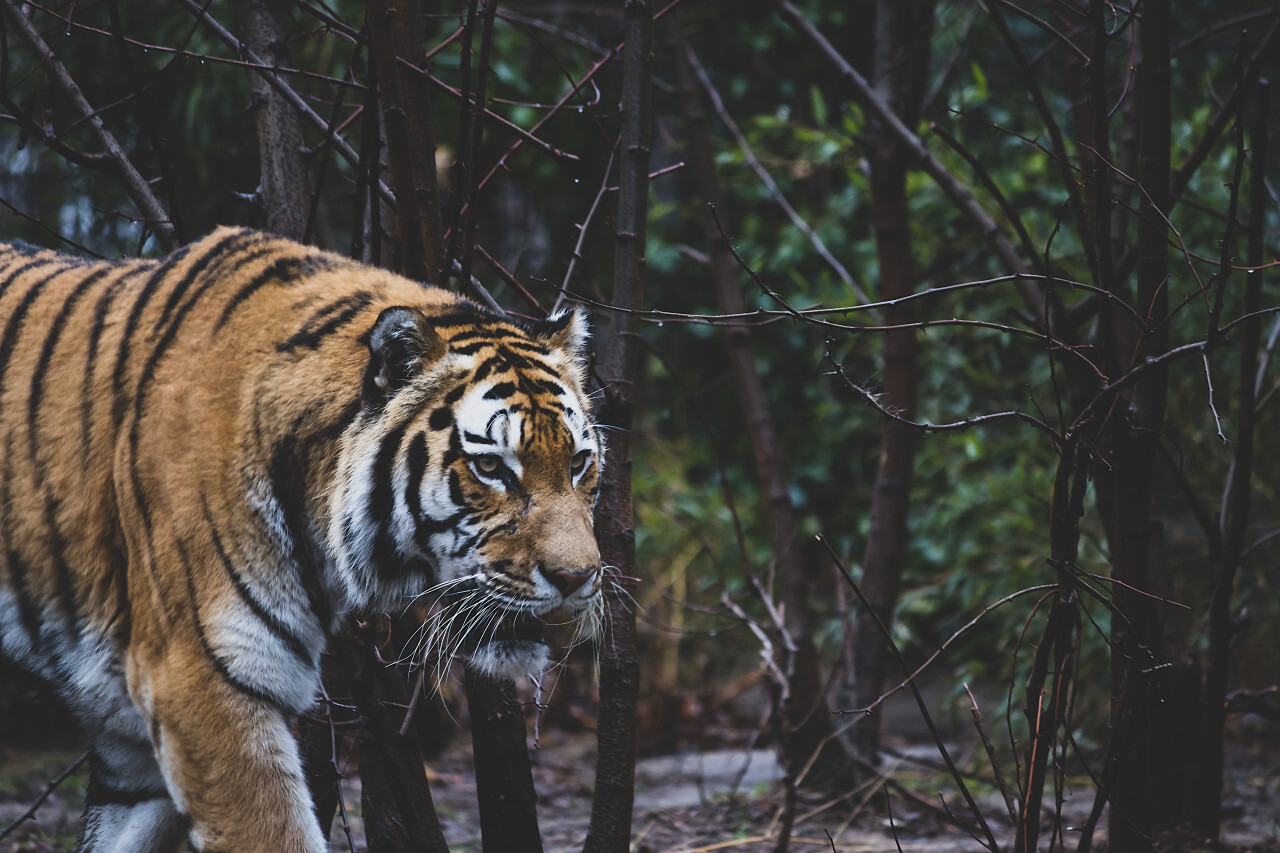 tiger stalks through forest