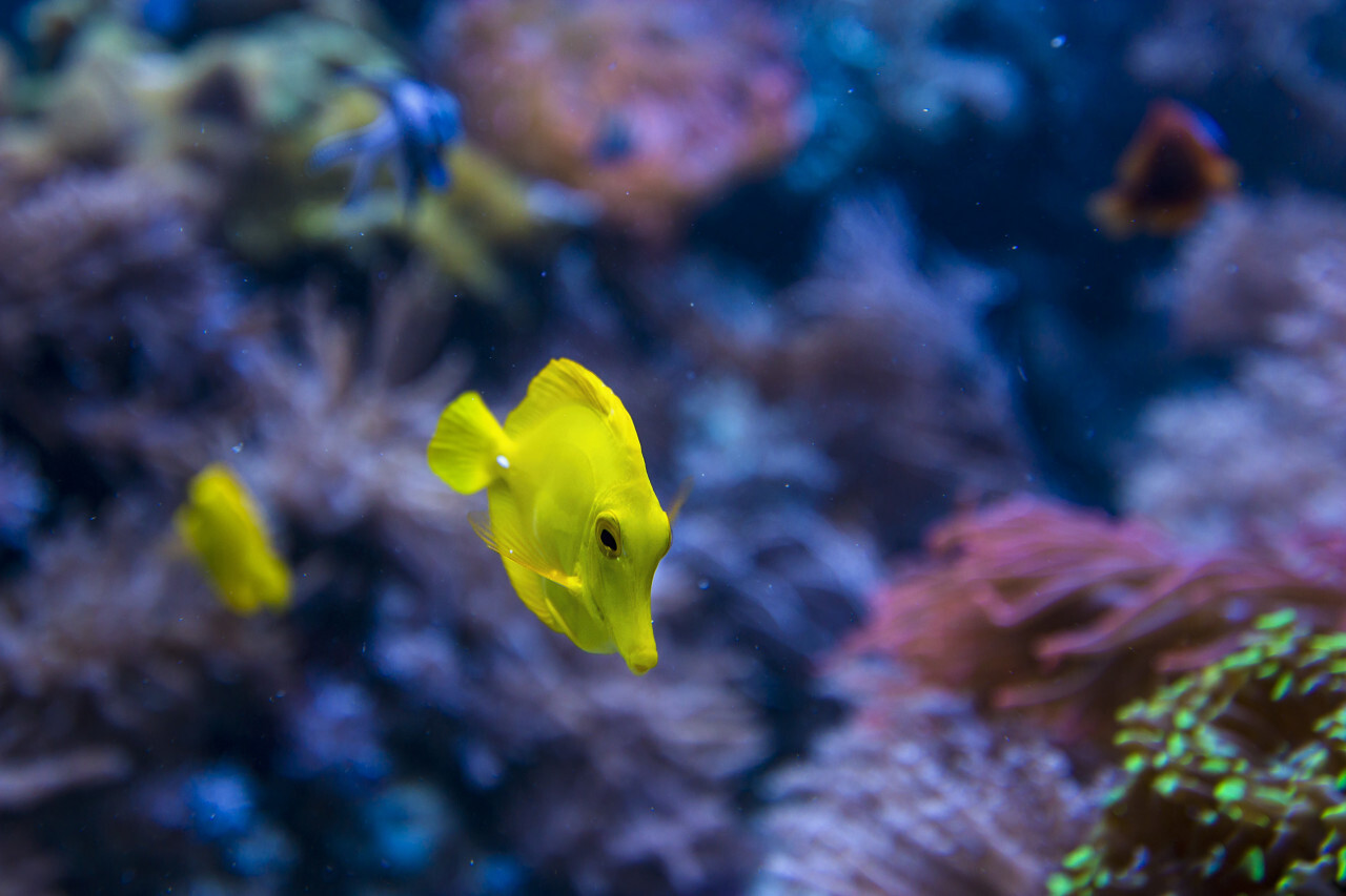 yellow fish