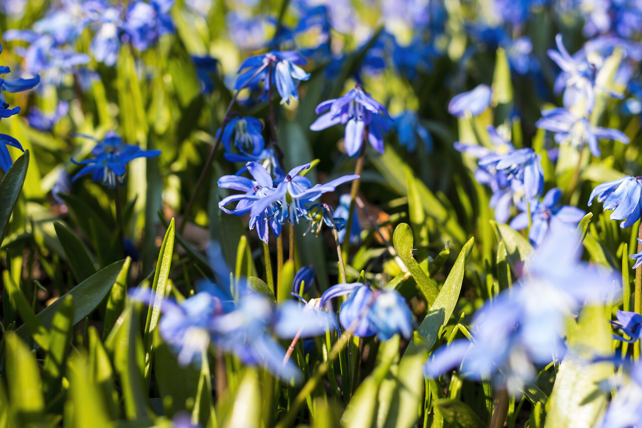 glory of the snow - Chionodoxa