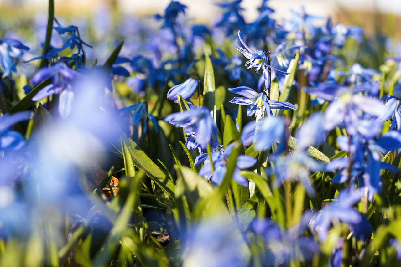 Glory of the Snow, Chionodoxa outdoors