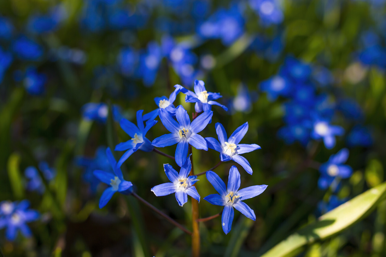 Glory of the Snow, Chionodoxa outdoors