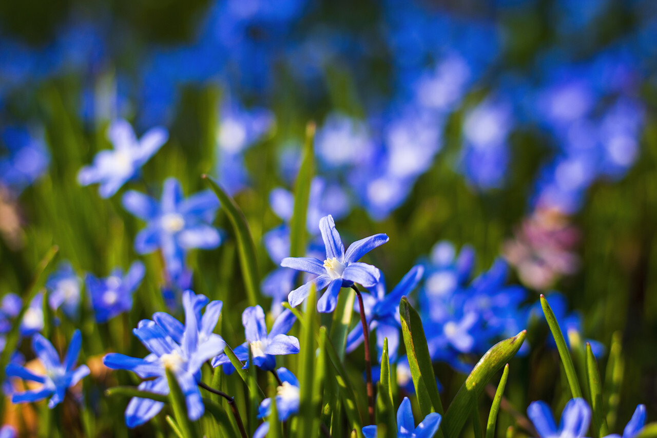 Glory of the Snow, Chionodoxa outdoors