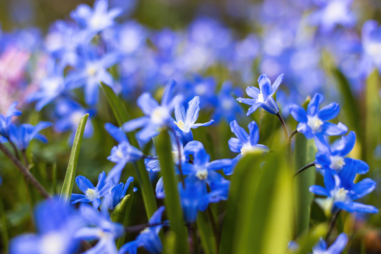 Blue Glory of the Snow, Chionodoxa Flowers