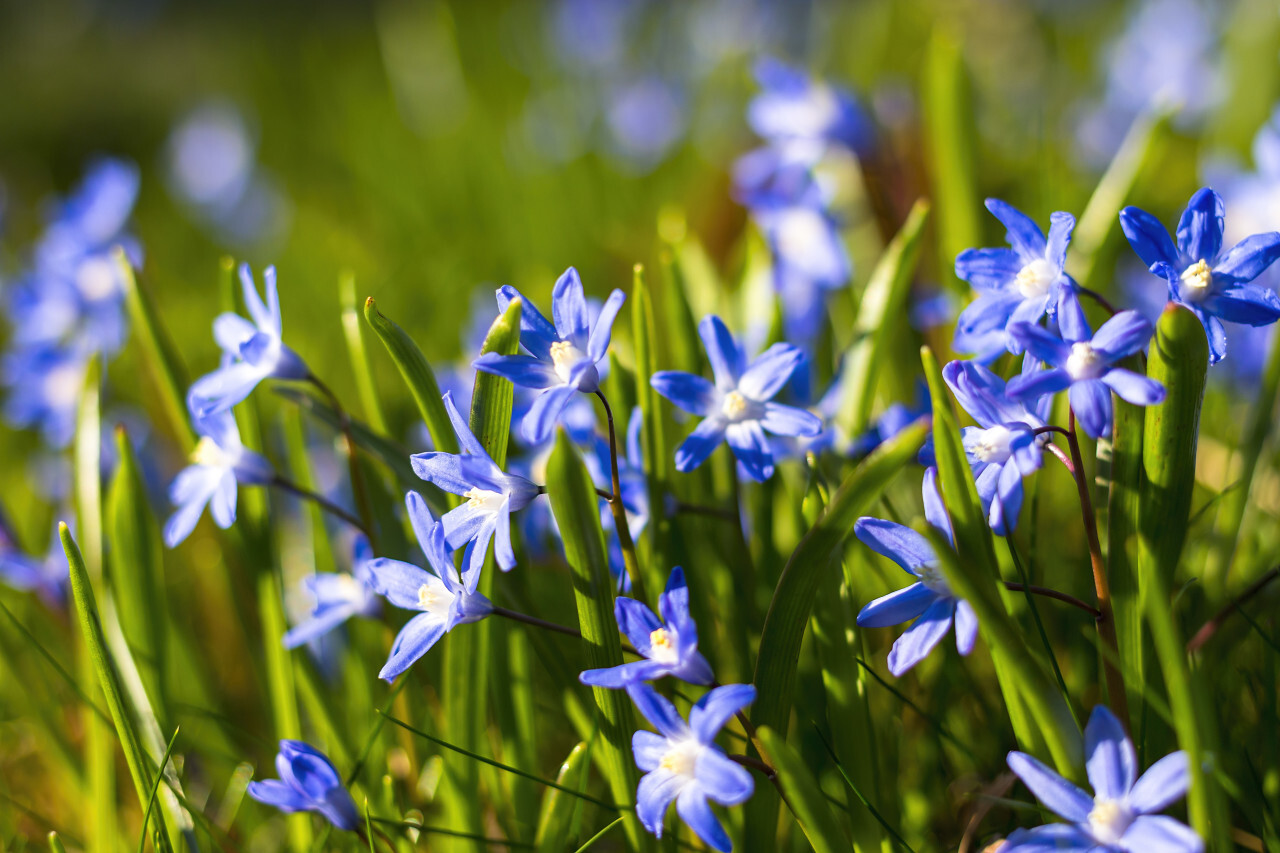 Glory of the Snow, Chionodoxa