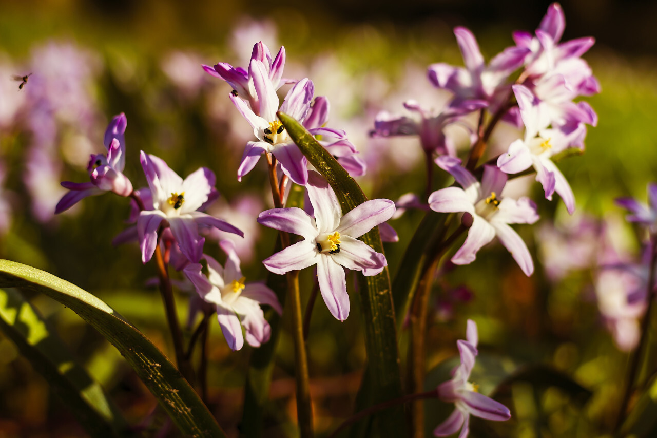 beautiful flowers with beetle infestation