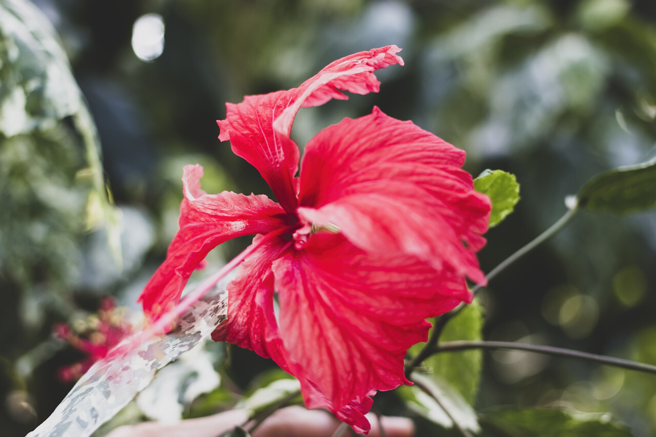 beautiful red flower matt