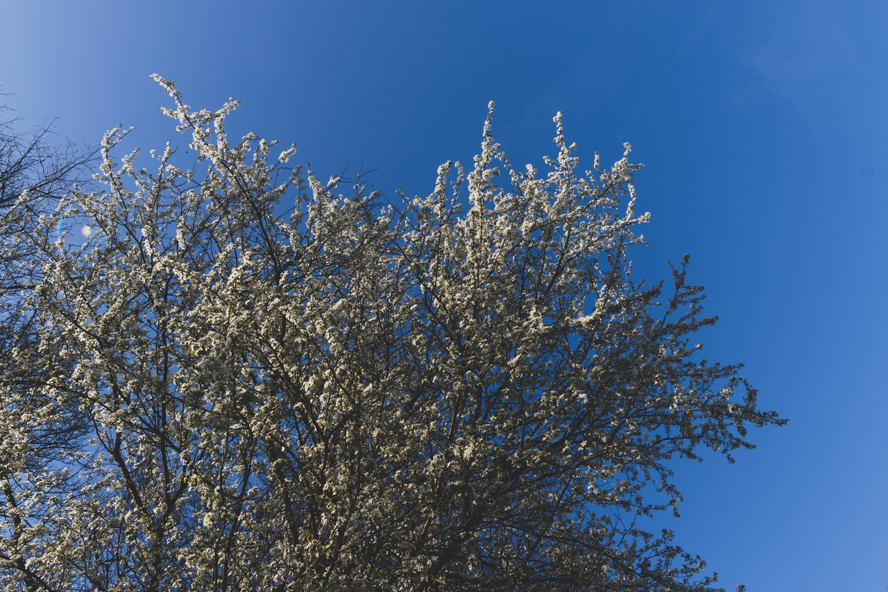 blooming cherry tree blue sky