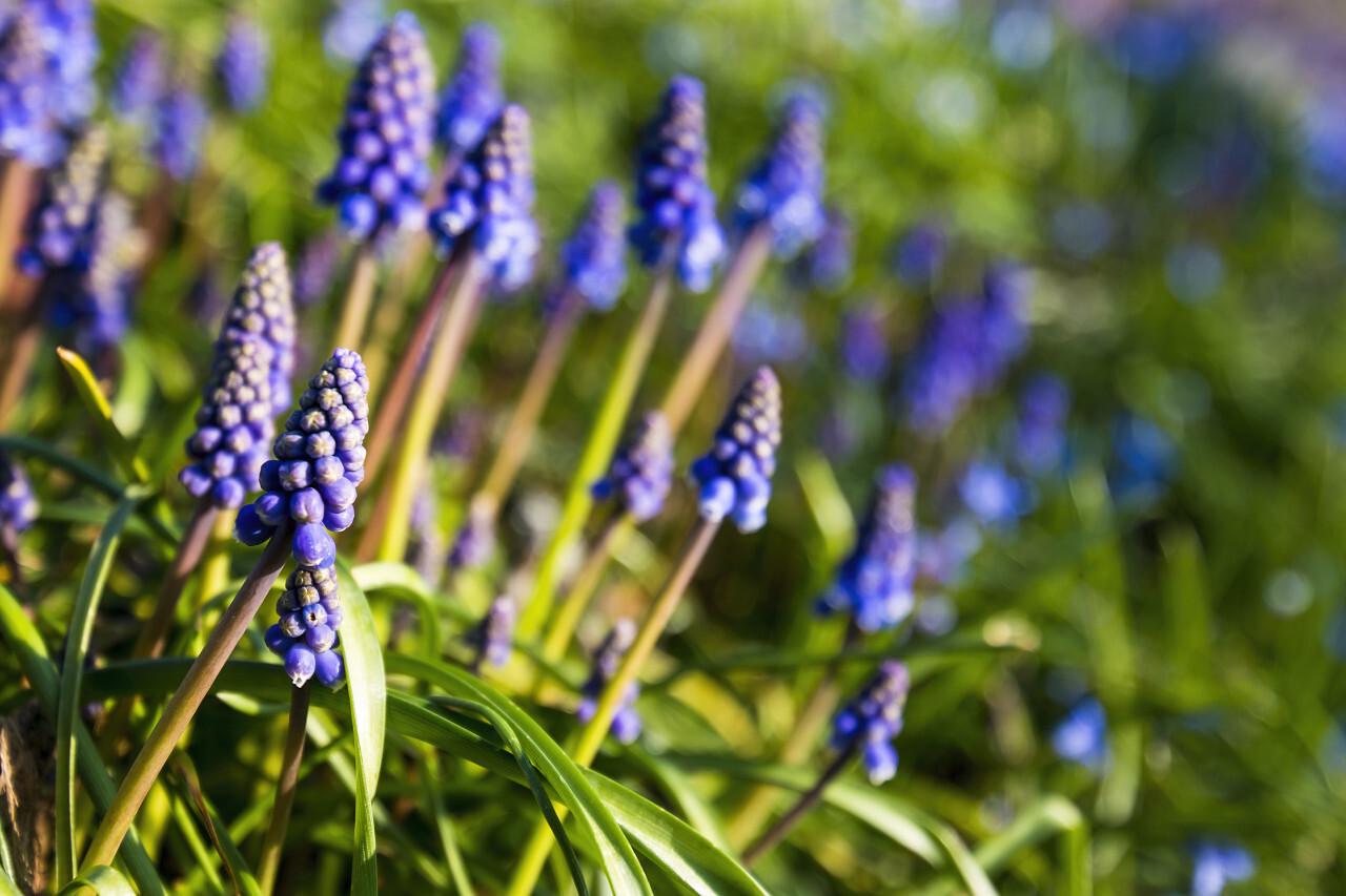 beautiful blue hyacinths flowers green background