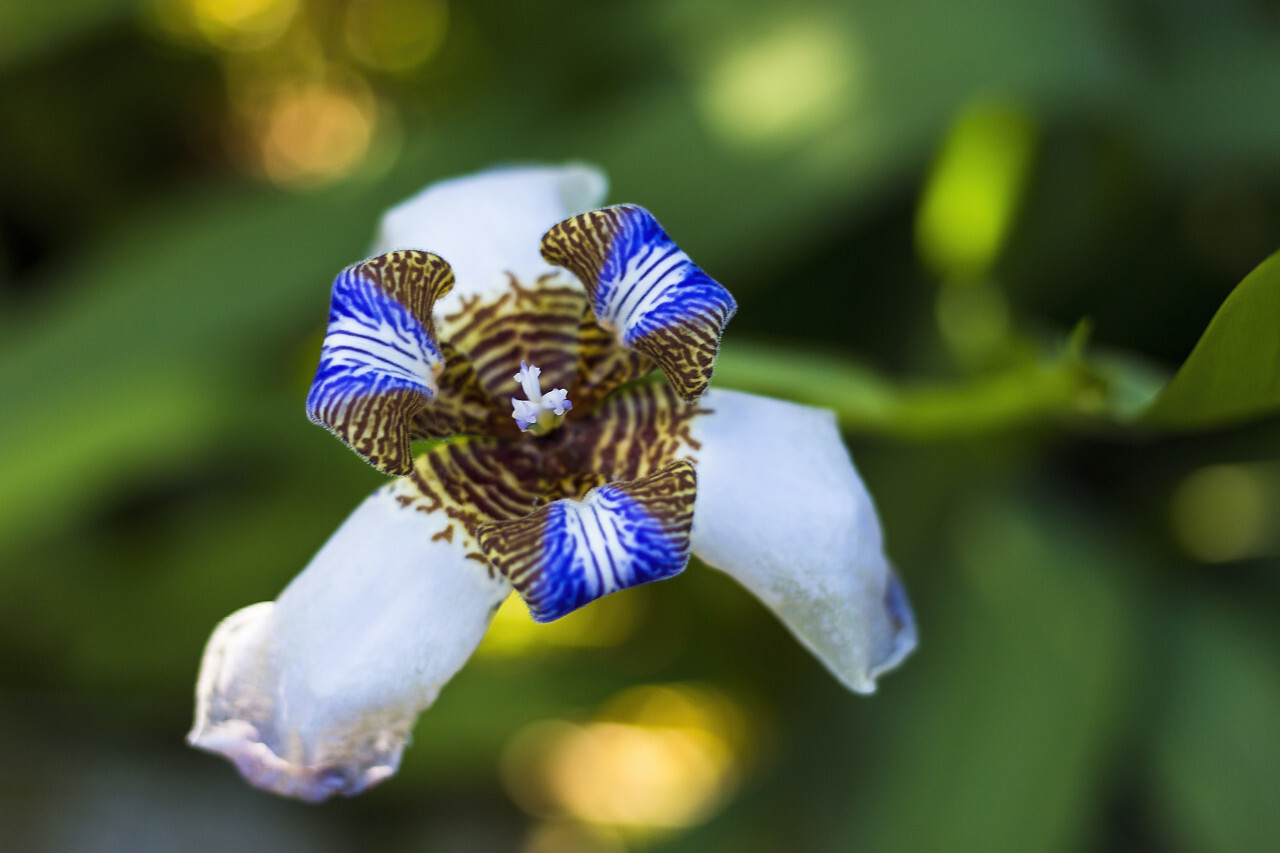 blue iris flower