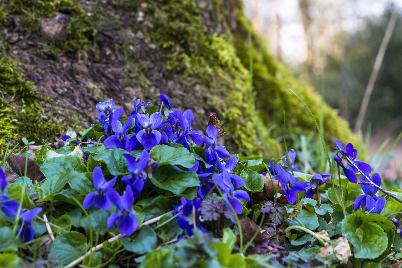 blue violets in forest