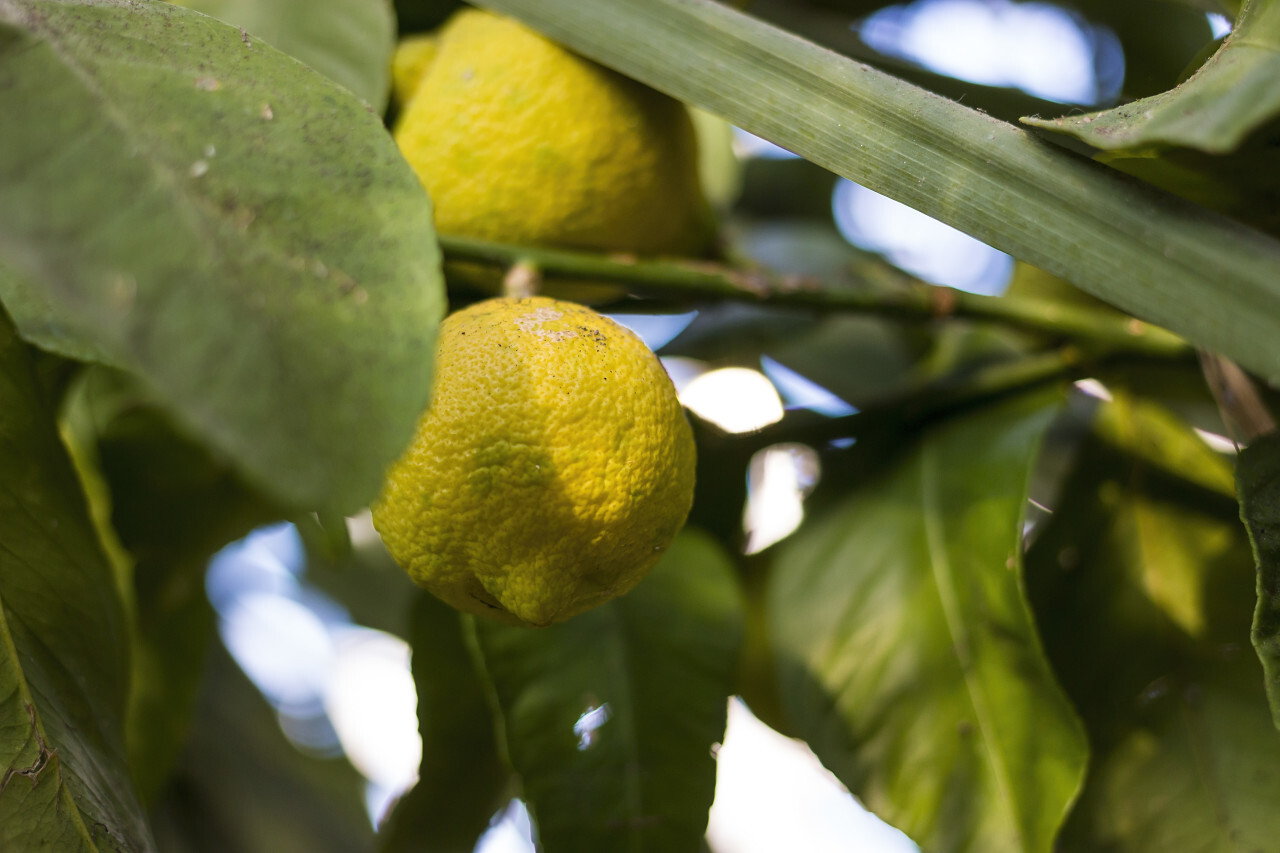 two lemons on the tree