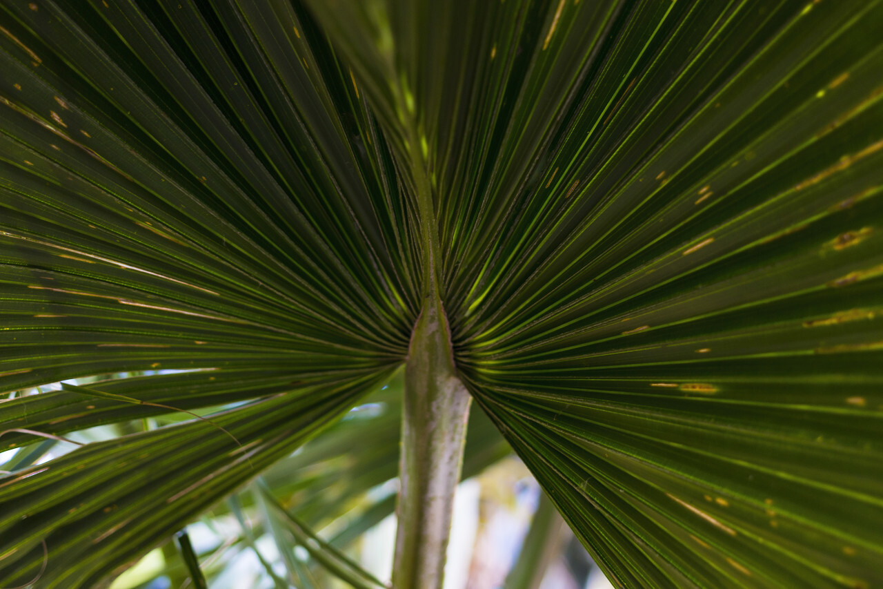 palm leaf