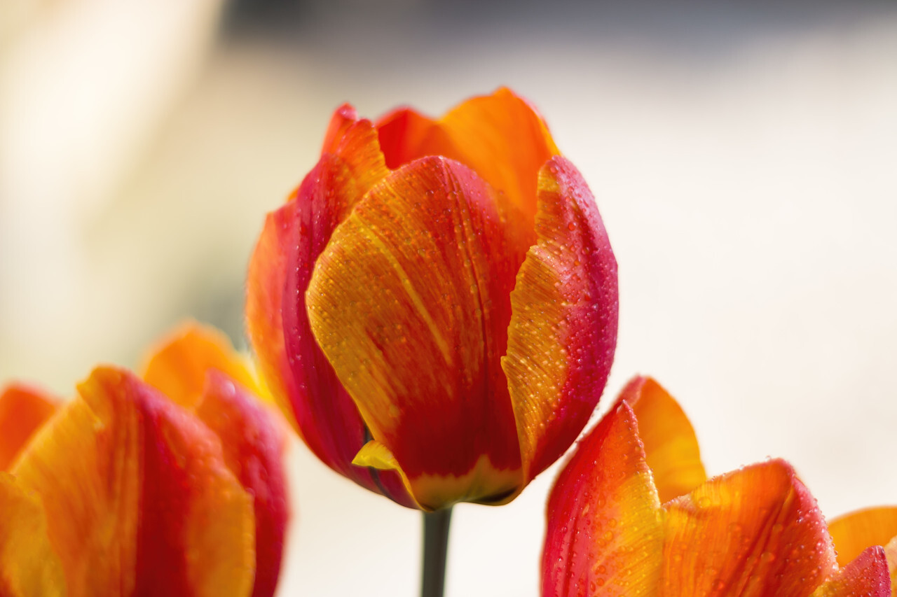 three red orange tulips with pretty bokeh