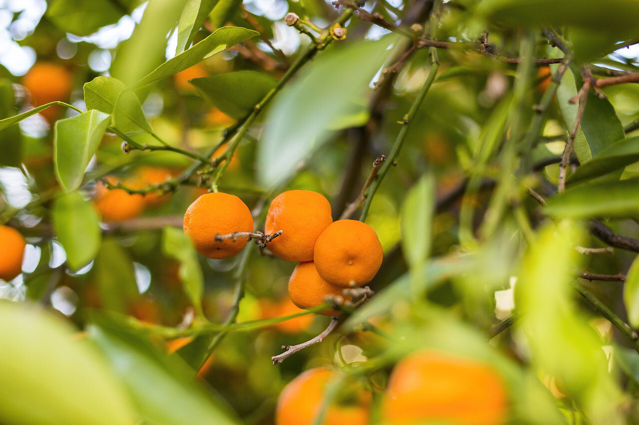 Closeup of satsumas (mandarins) ripening on tree