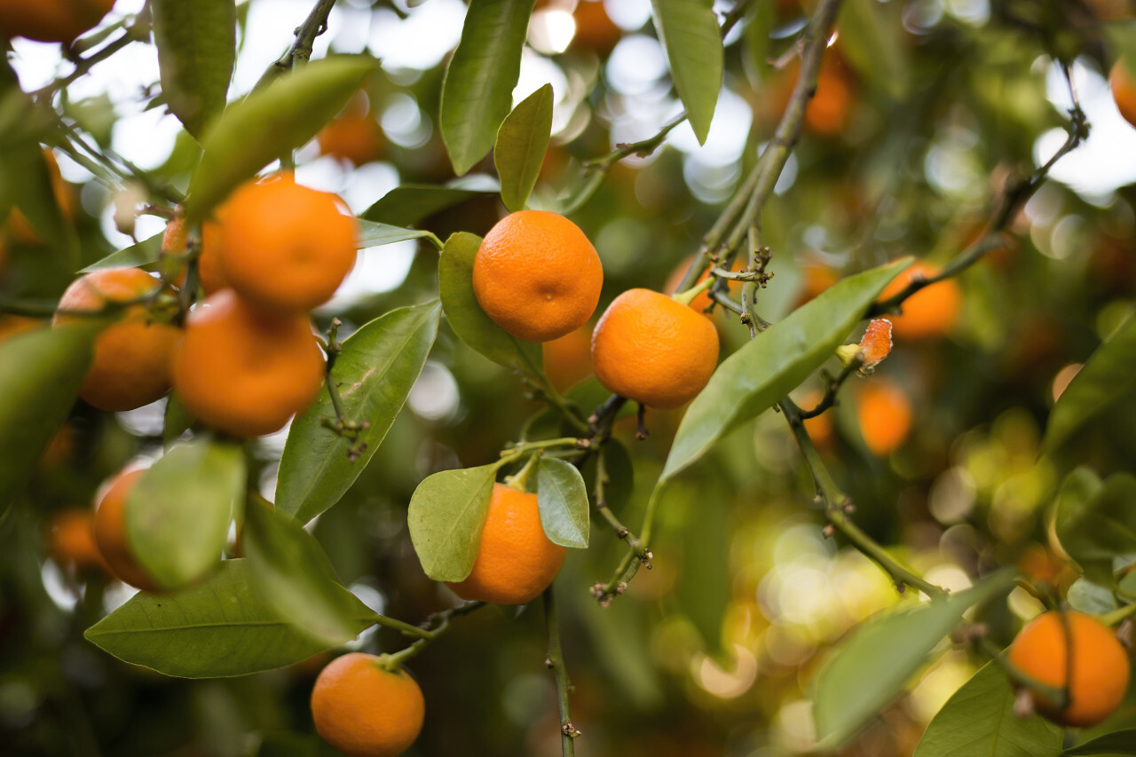 Closeup of satsumas (mandarins) ripening on tree