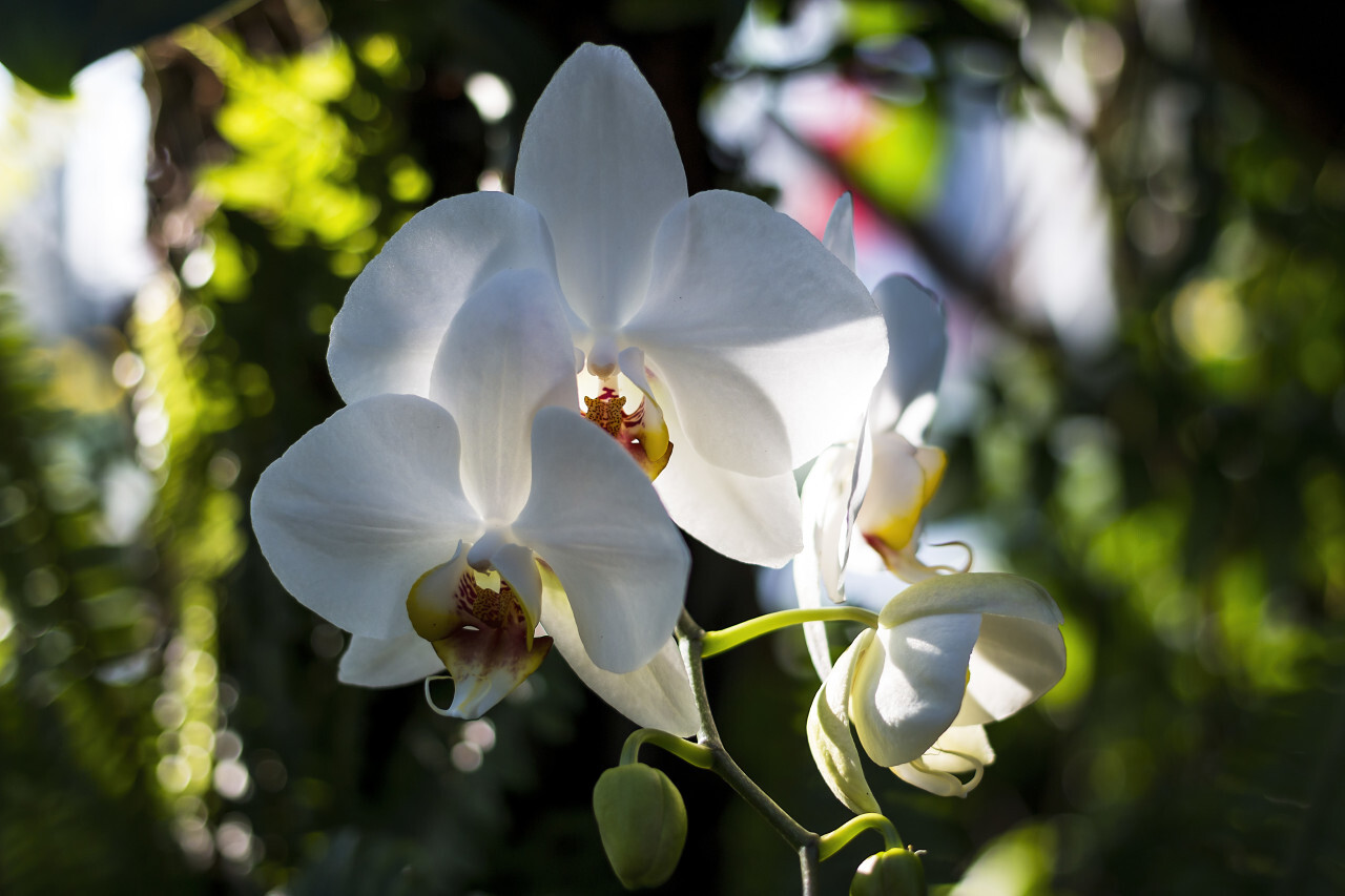 beautiful white blooming orchid flowers