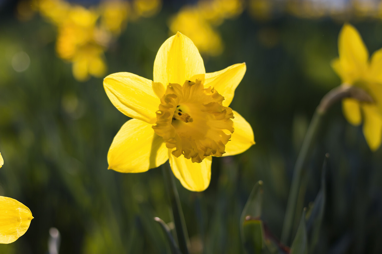 beautiful yellow daffodil flower on a daffodil field