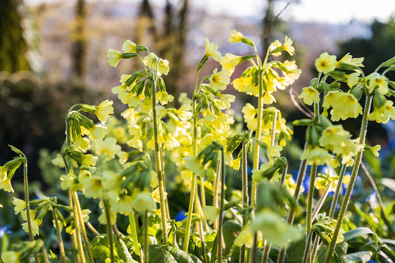 beautiful Yellow primroses flowers in spring