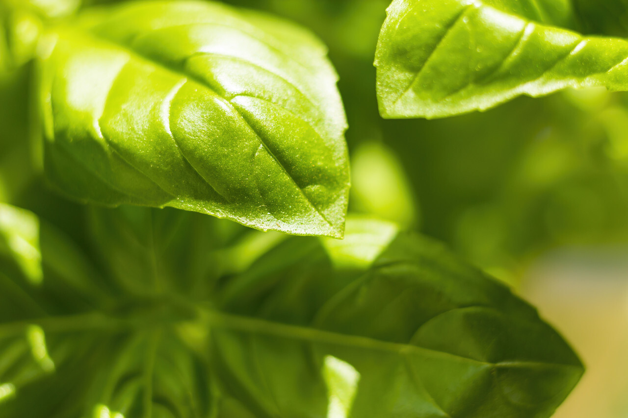 Fresh basil leaves