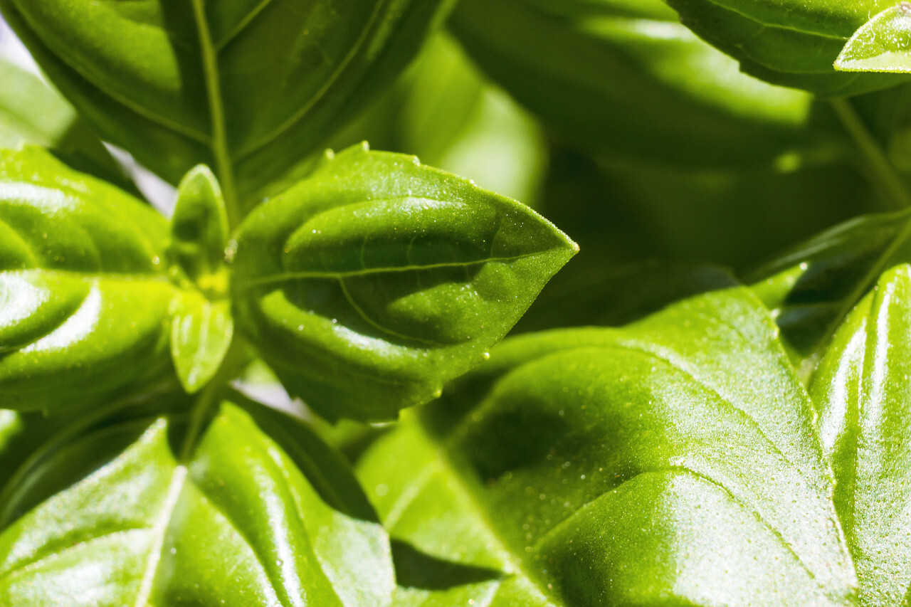 healthy basil plant leaves