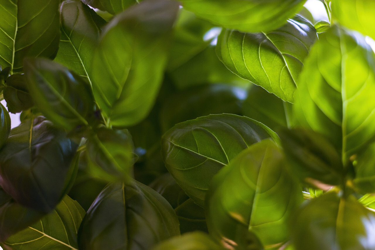 green basil background