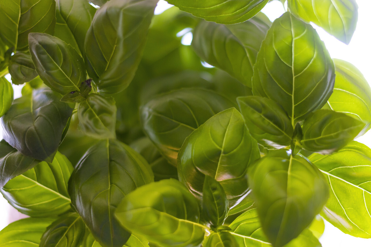 Italian basil