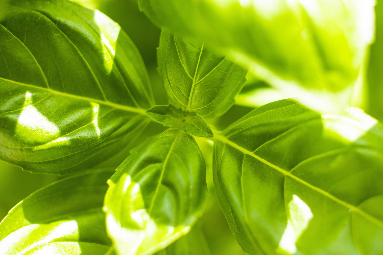 sunbeams between a green fresh basil plant