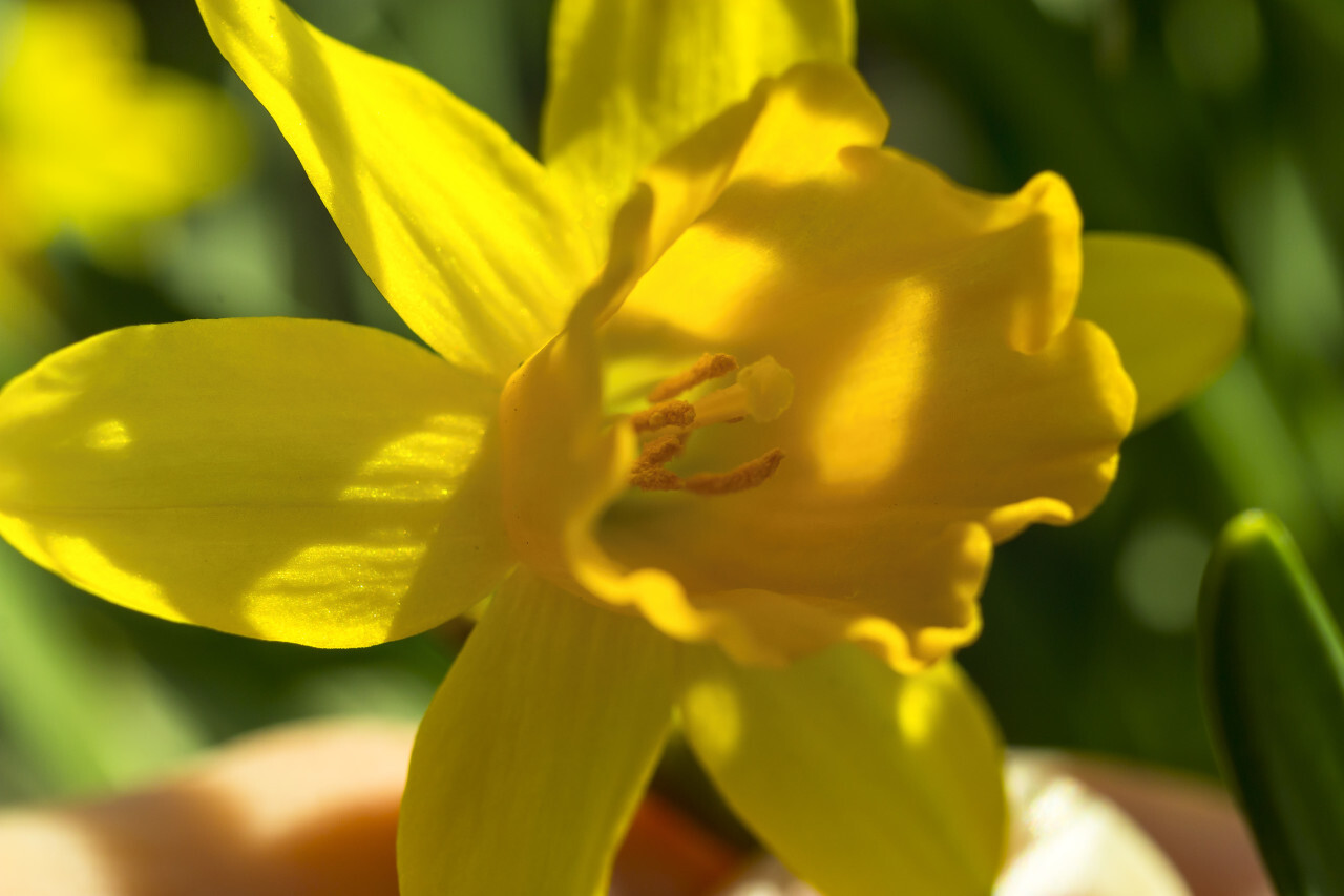 yellow daffodil closeup