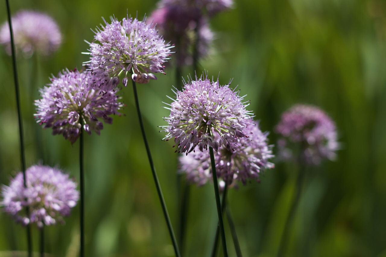 Giant Onion Flowers