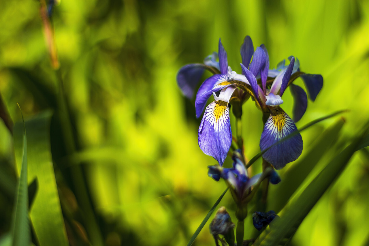 blue iris