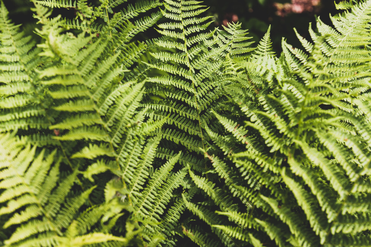 eagle fern - pteridium aquilinum