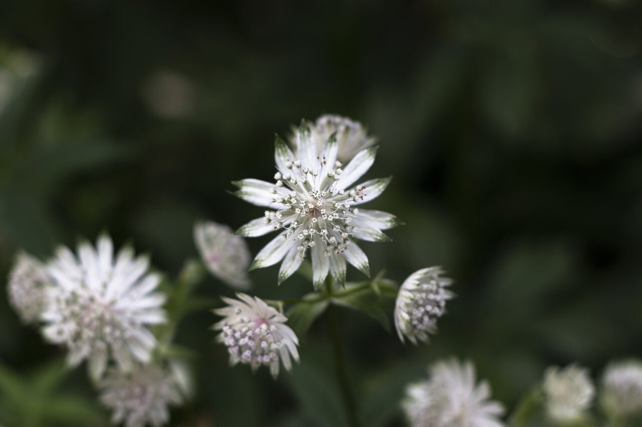 great masterwort astrantia major