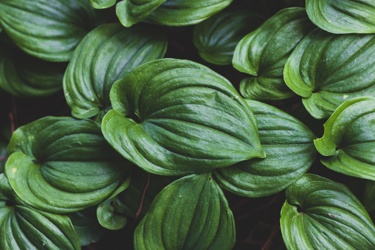 hosta green leaves background