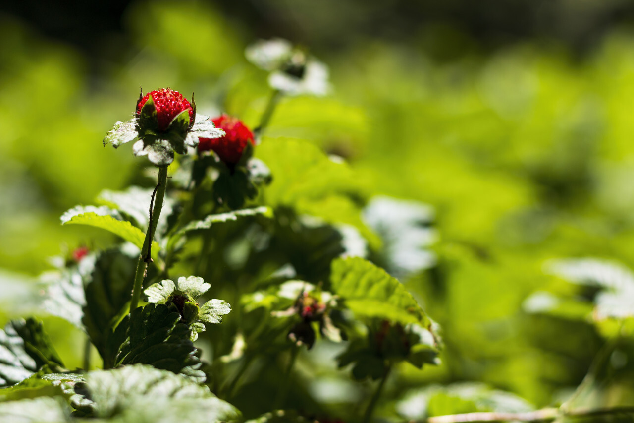 Duchesnea indica, mock strawberry, Indian strawberry, or false strawberry