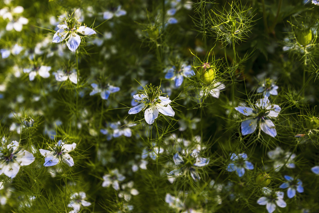 Blooming Nigella sativa. Also known as black caraway, black cumin, nigella