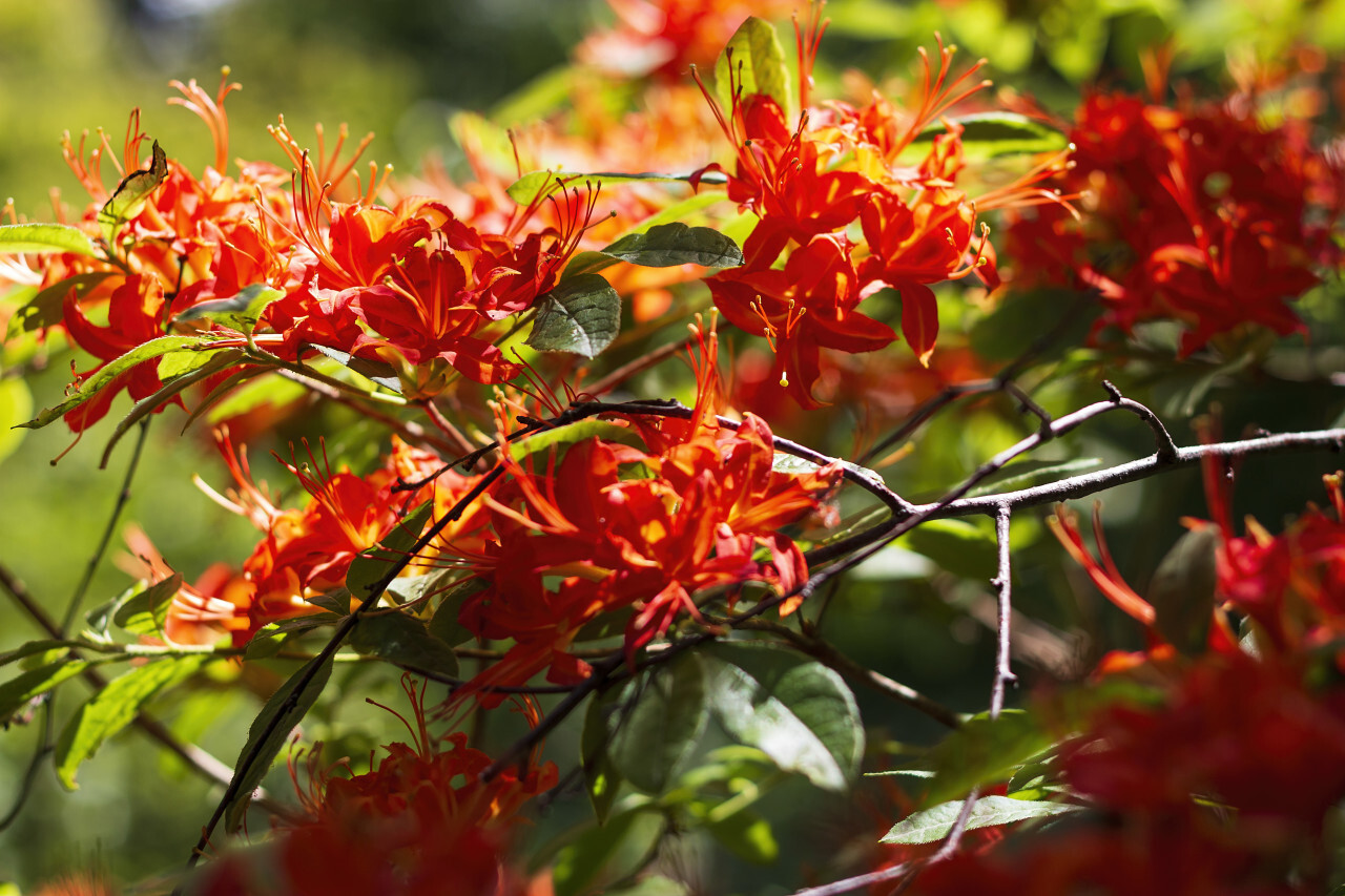 beautiful red flowering rhododendron - summertime