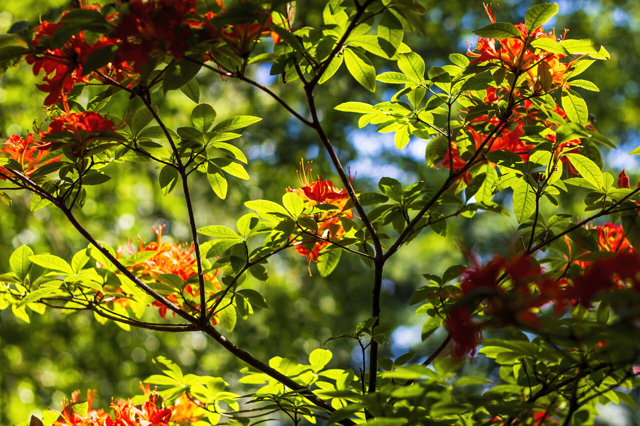 red rhododendron