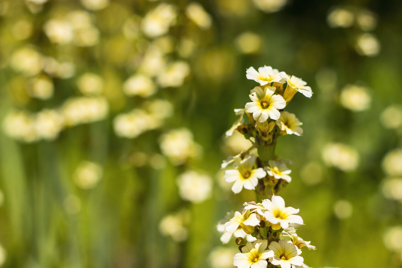 sisyrinchium striatum - pale yellow eyed grass - yellow flower in summer