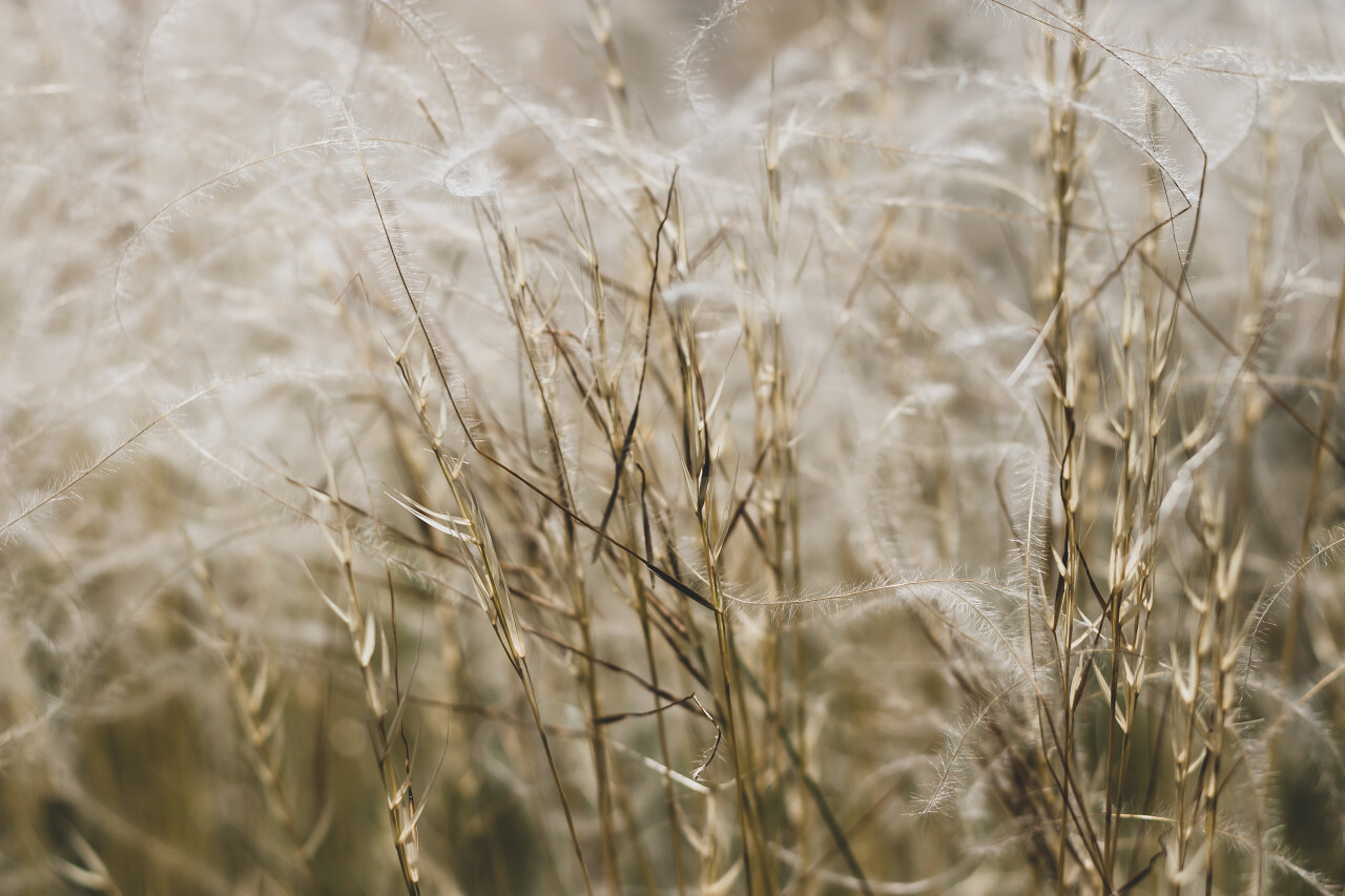 stipa - beautiful white feather grass