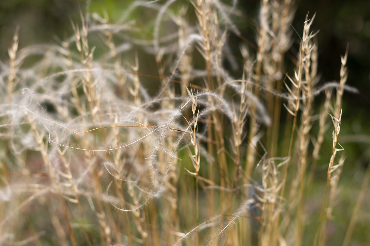 stipa - beautiful white feather grass