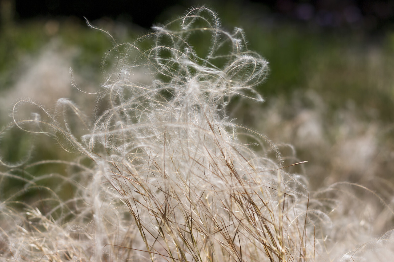 stipa feather grass