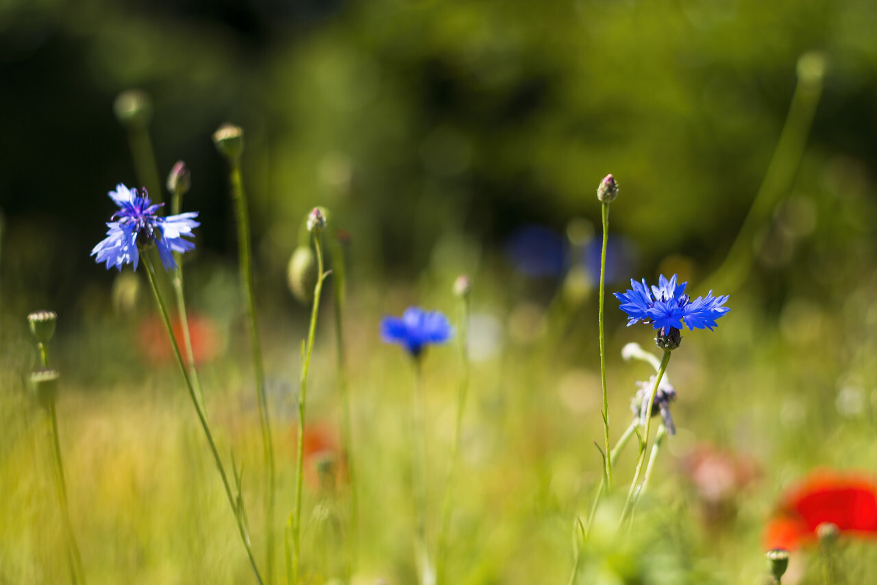 wildflower meadow cornflower and poppy