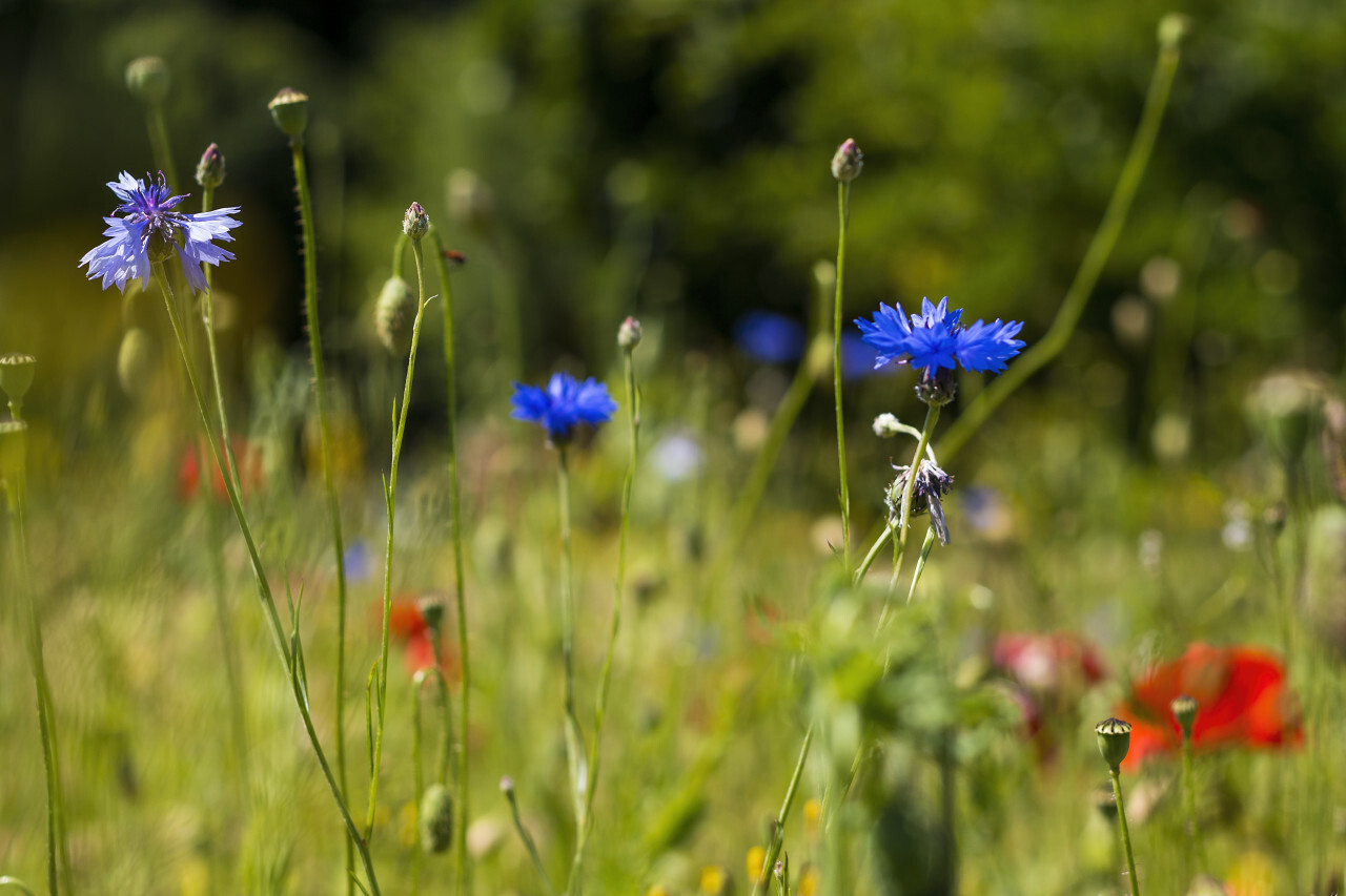 wildflower meadow cornflower and poppy