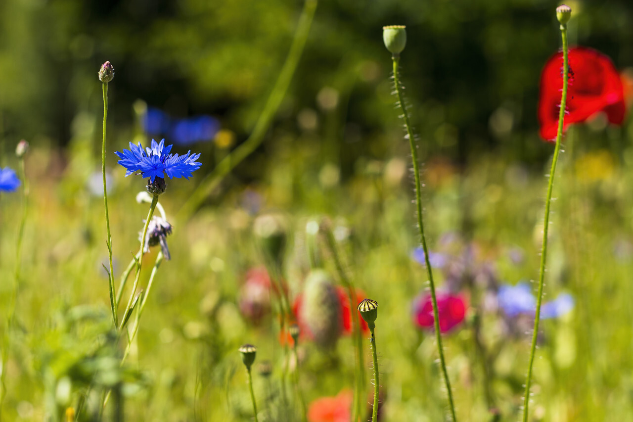 wildflower meadow