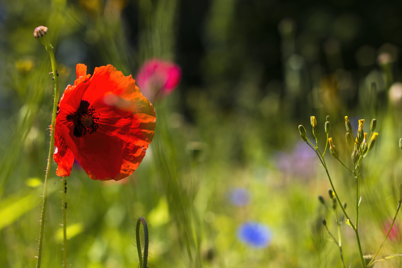 poppy on wildflower meadow