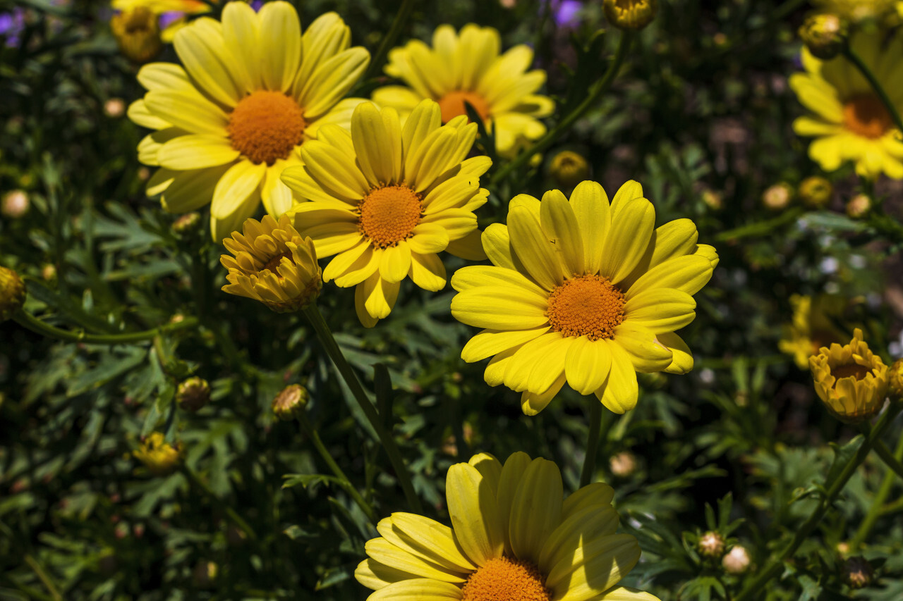 yellow argyranthemum flower in a garden